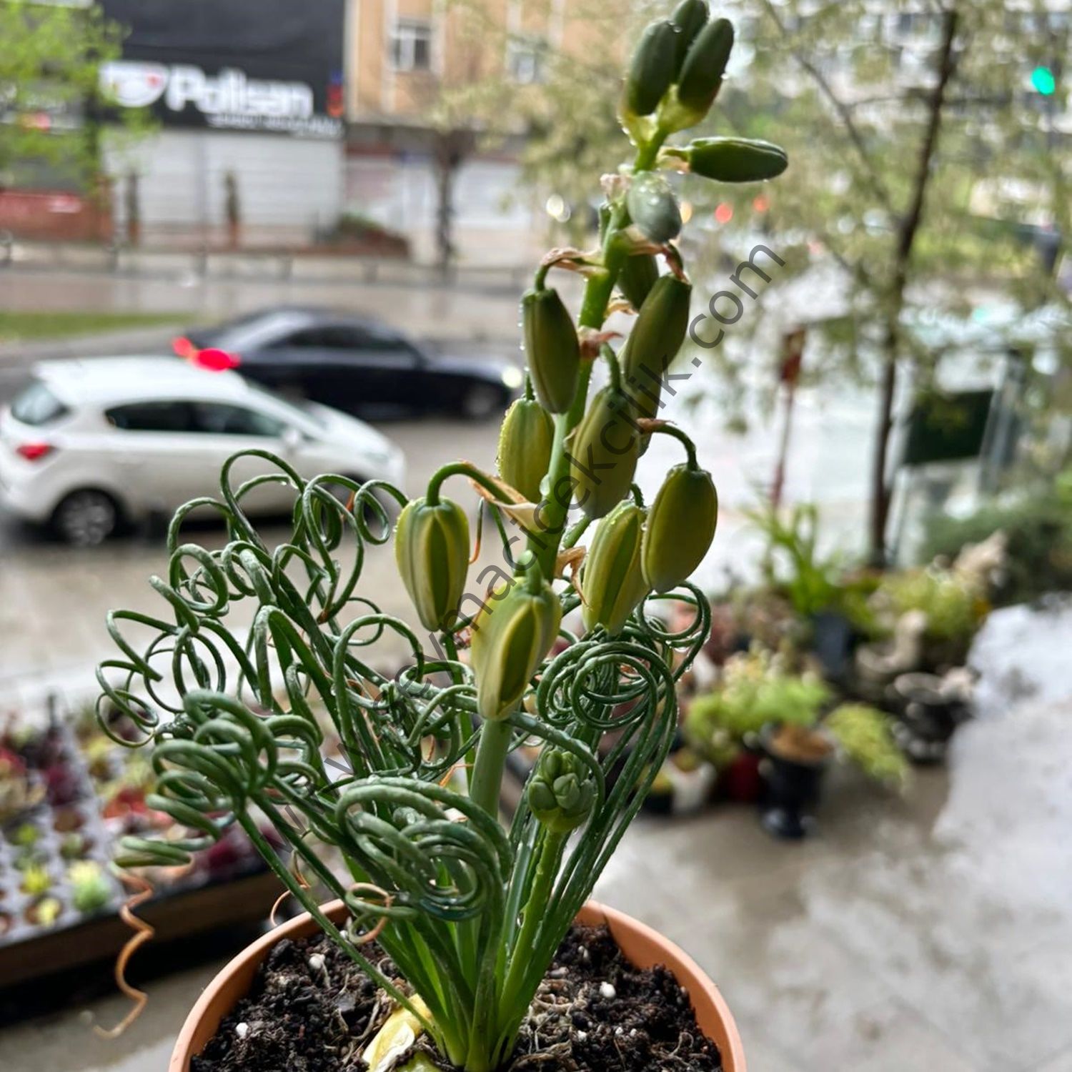 Albuca Spralis