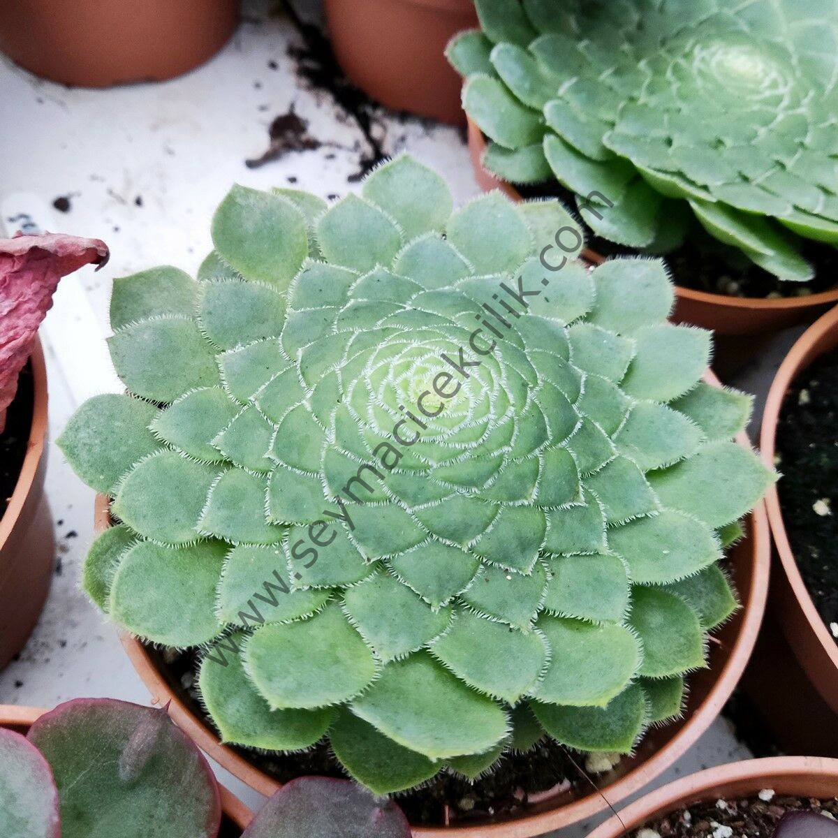 Aeonium Tabuliforme 5.5 cm lik saksıda