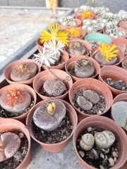 Lithops tekli - 5,5 cm lik saksısı
