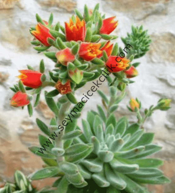Echeveria Set oliver 6.7 cm lik saksıda