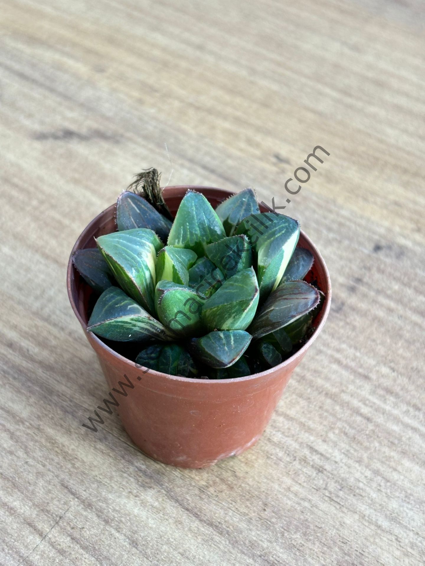Haworthia Mutica Variegata 5,5 cm lik saksı