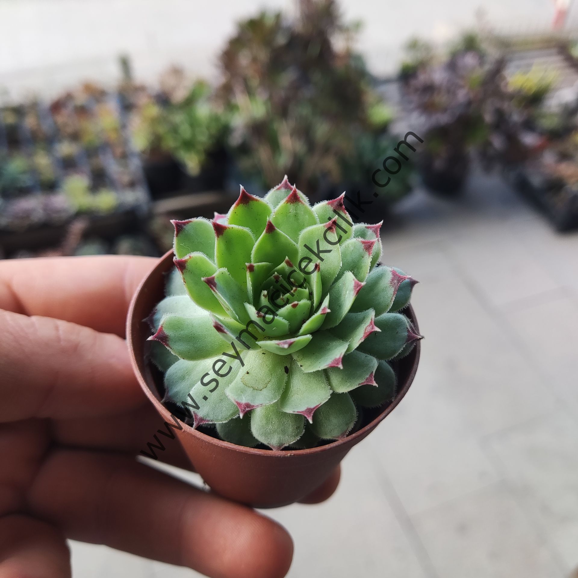 Sempervivum Calcareum Greenii 5.5 cm lik saksıda