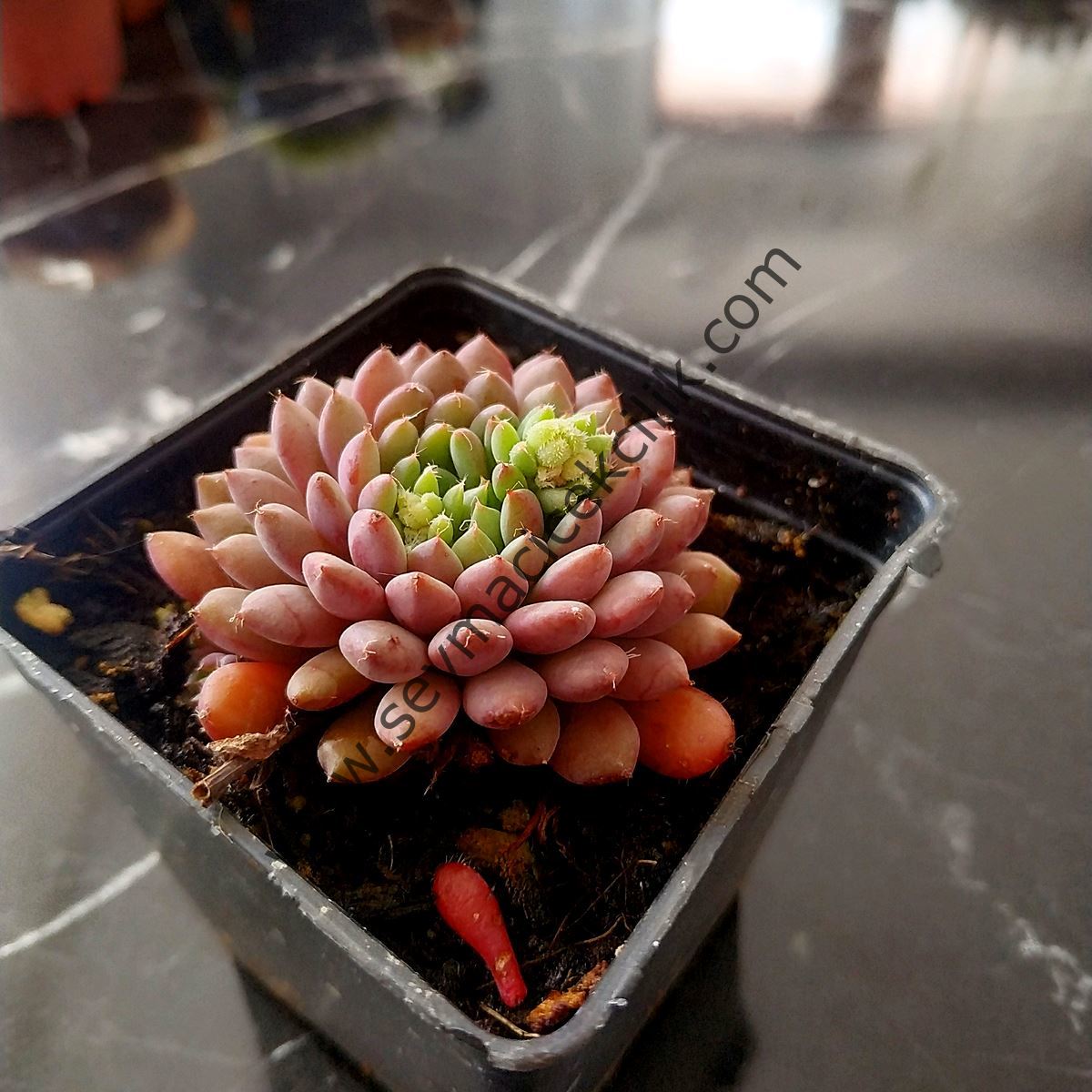 Echeveria Setosa var Deminuta 5,5 cm saksıda