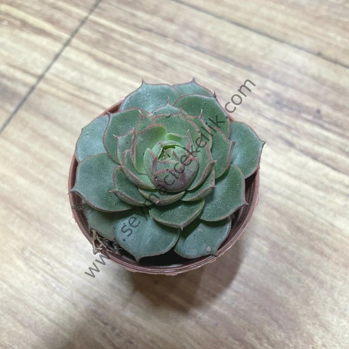 Echeveria German Longissima