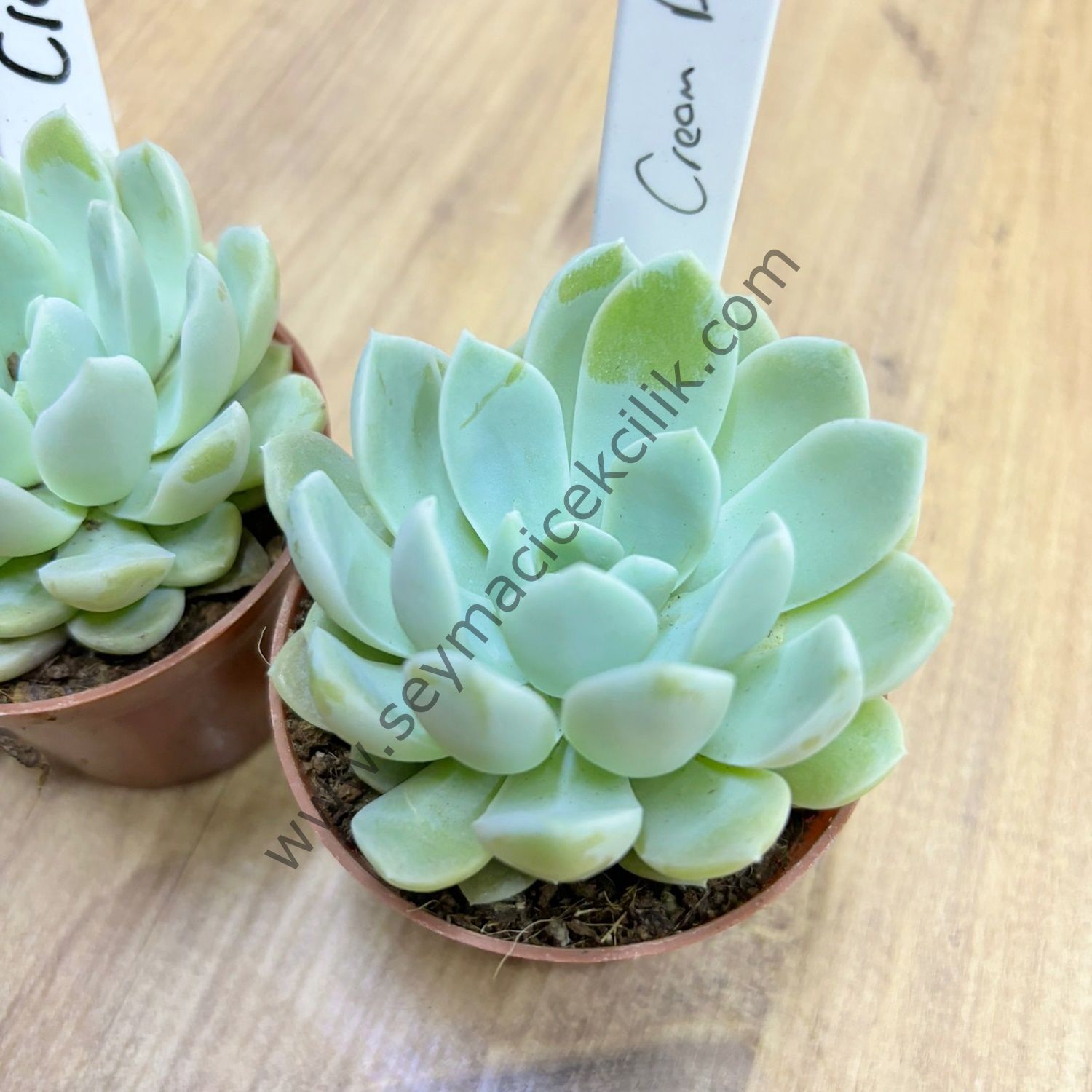 Echeveria Cream Beauty 6,7 cm lik saksı