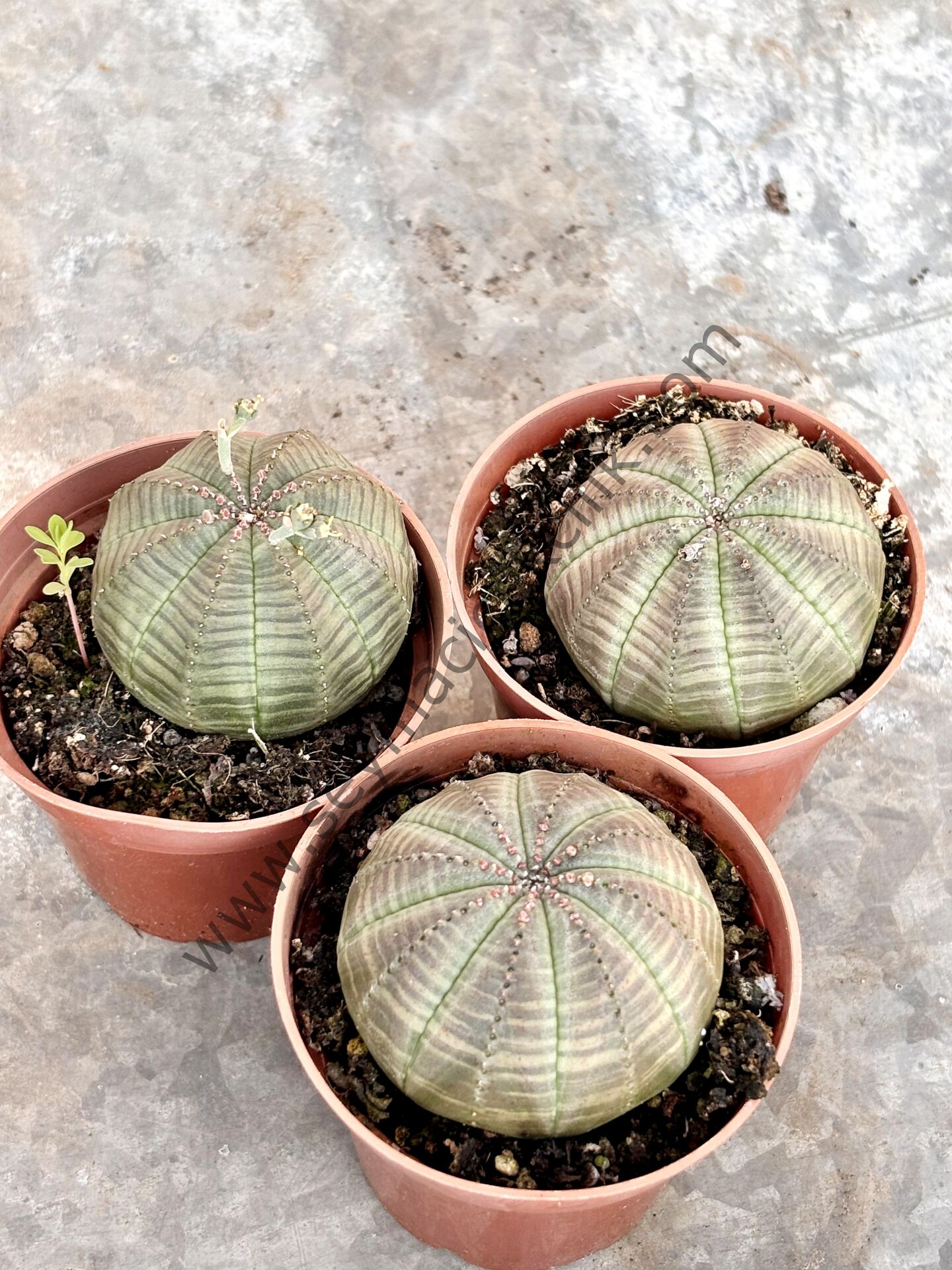 Euphorbia Obesa 5,5 cm saksıda
