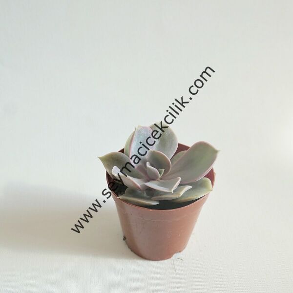 Echeveria Perle Von Nürnberg 5,5 cm lik saksıda