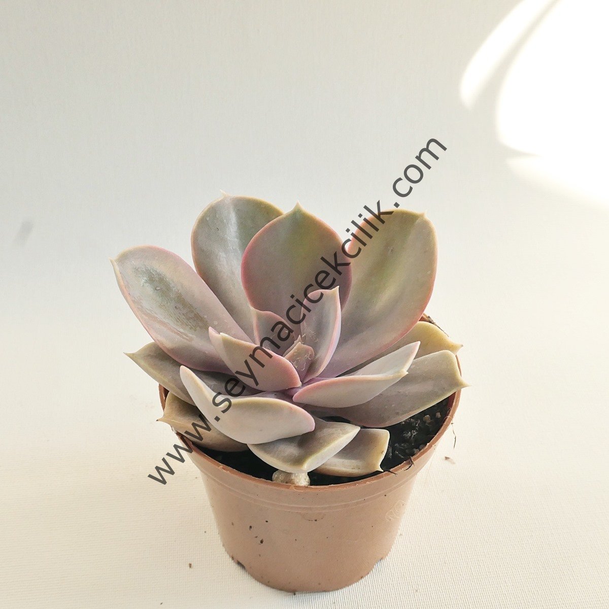Echeveria Perle Von Nürnberg 5,5 cm lik saksıda