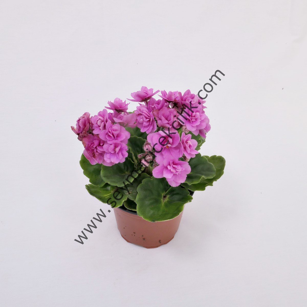 Hydnophytum Moseleyanum- Karınca bitkisi