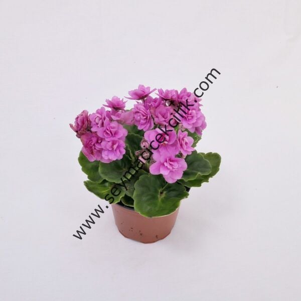 Hydnophytum Moseleyanum- Karınca bitkisi