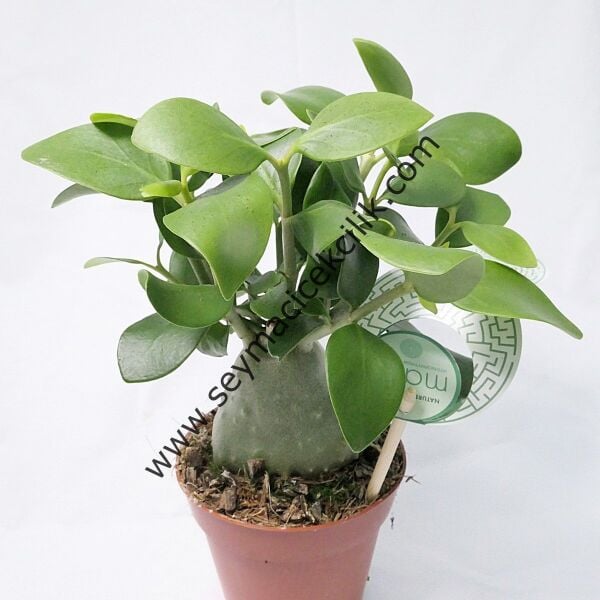 Hydnophytum Moseleyanum- Karınca bitkisi