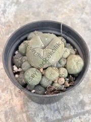 Lophophora Williamsi 6.7 cm lik saksıda