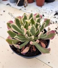 Aeonium River Star ﻿12 cm lik saksıda