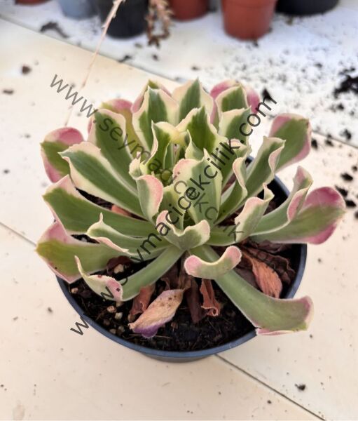 Aeonium River Star ﻿12 cm lik saksıda