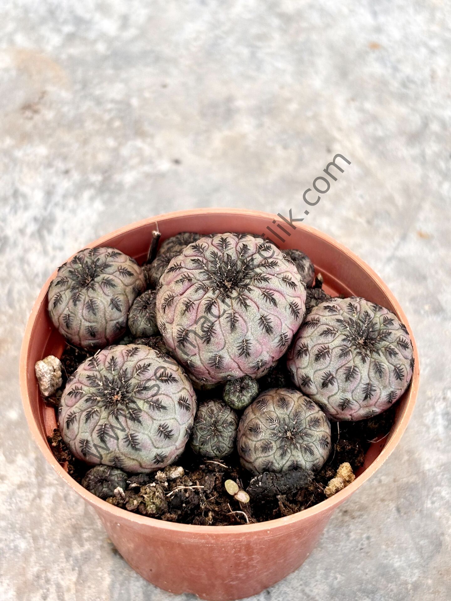 Sulcorebutia Rauschi 6.7 cm lik saksı