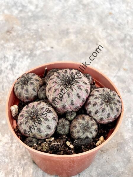 Sulcorebutia Rauschi 6.7 cm lik saksı