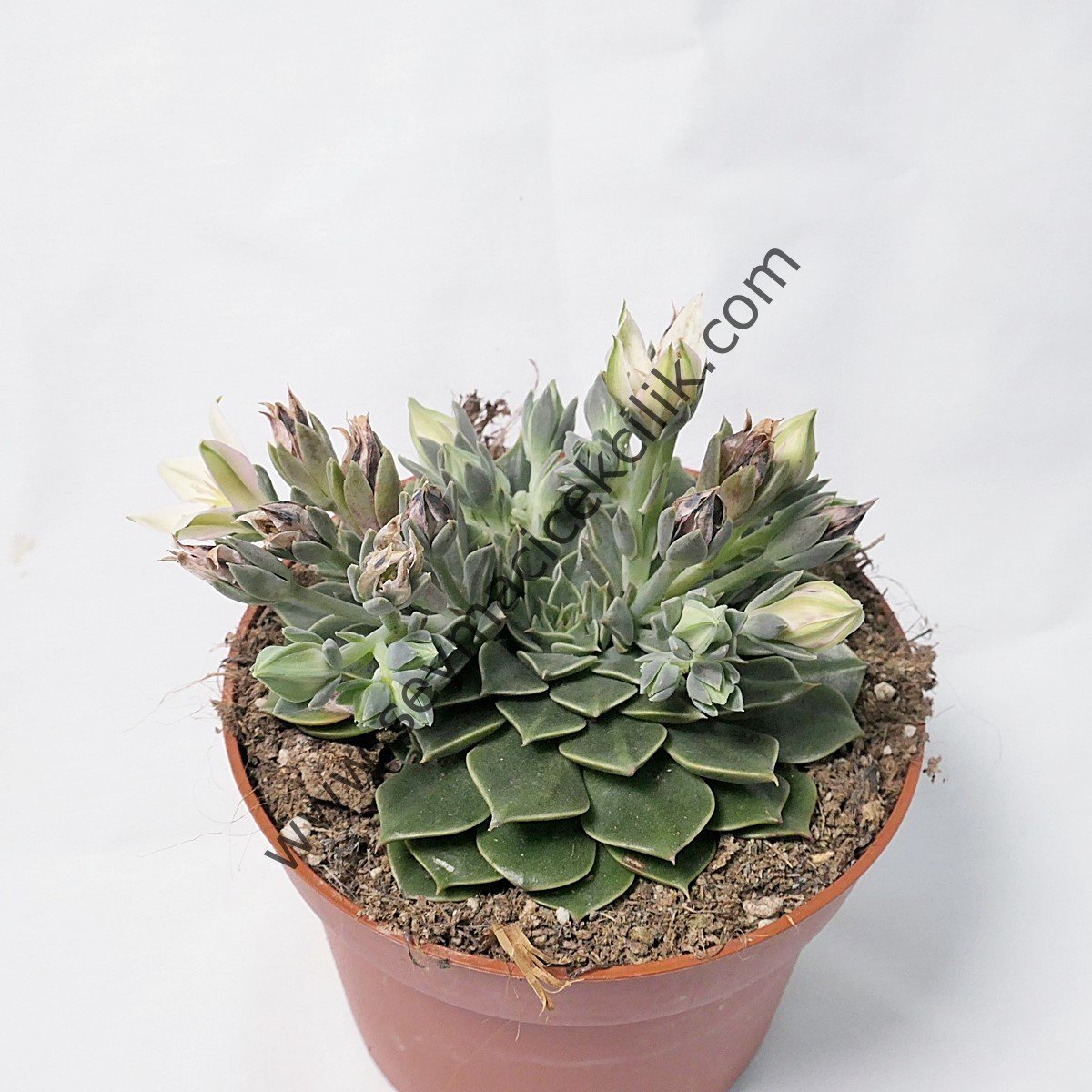 Graptopetalum Bellum - Tacitus Bellus