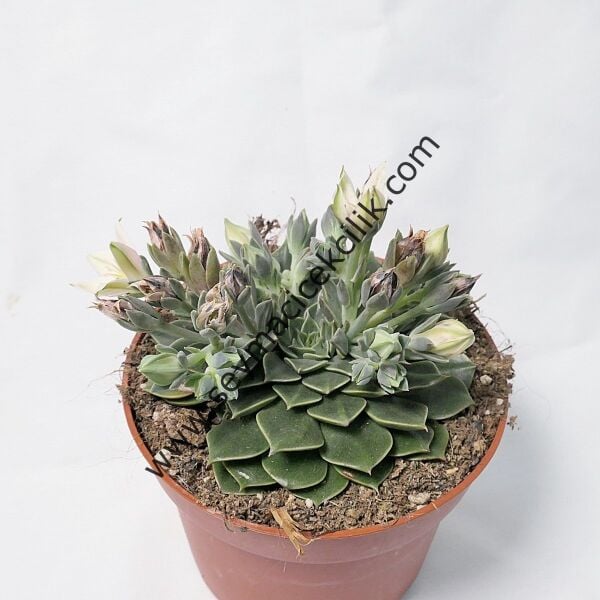 Graptopetalum Bellum - Tacitus Bellus