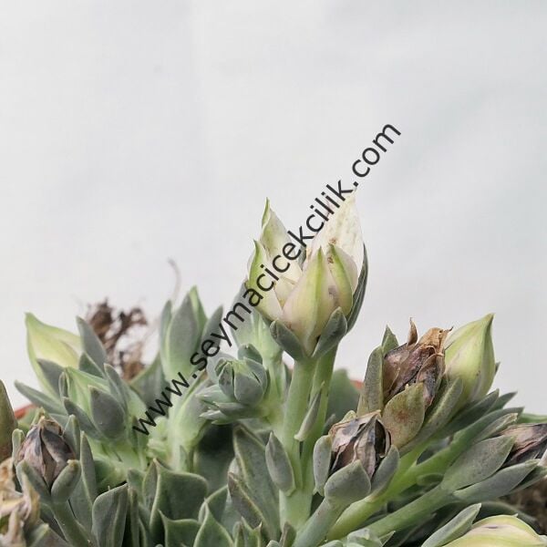 Graptopetalum Bellum - Tacitus Bellus