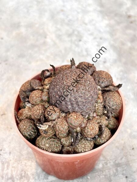 Sulcorebutia model2
