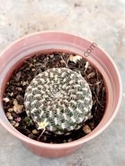 Rebutia