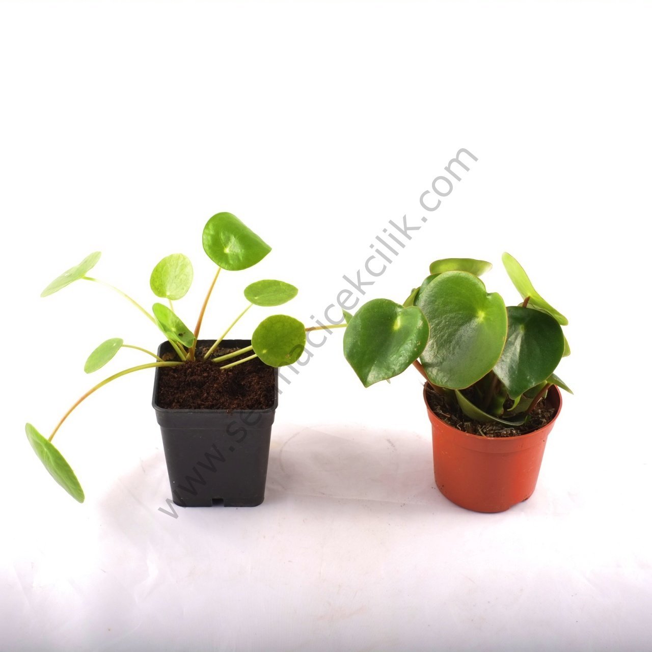 Pilea- Yerli Üretim