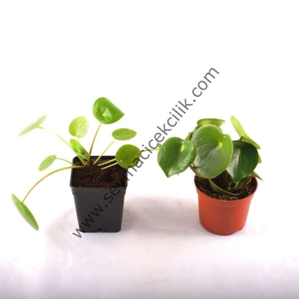 Pilea- Yerli Üretim