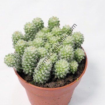 Anacampseros Filamentosa subsp. Tomentosa