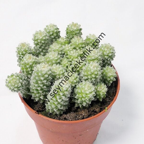 Anacampseros Filamentosa subsp. Tomentosa