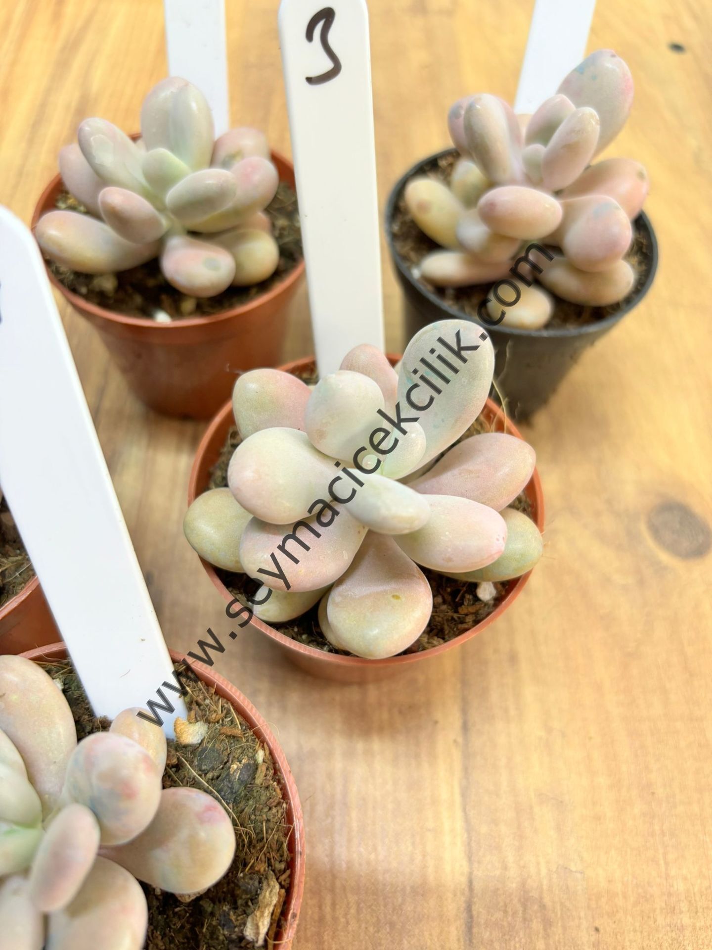 Graptopetalum Amethystinum 5,5 cm lik saksı