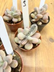 Graptopetalum Amethystinum 5,5 cm lik saksı