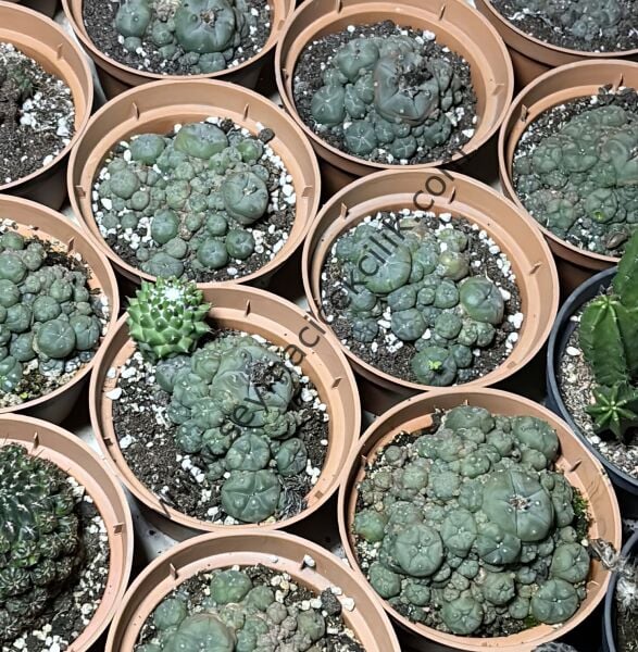 Lophophora Williamsi 12 cm lik saksıda