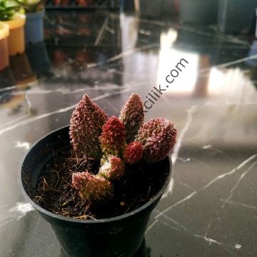Adromischus Marianiae Herrei Red Coral