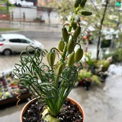 Albuca Spralis