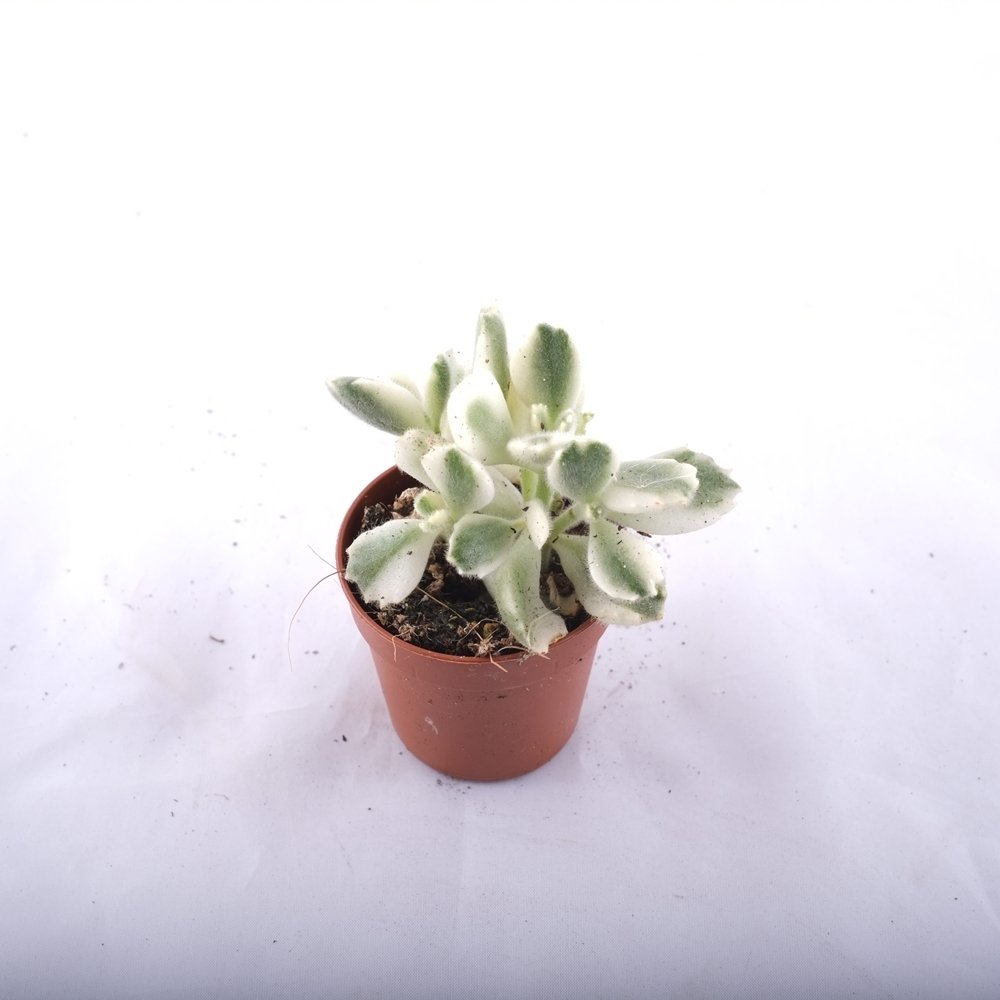 Cotyledon Tomentosa variegata