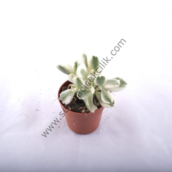 Cotyledon Tomentosa variegata