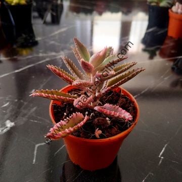 Kalanchoe Daigremontiana Pink Butterflies