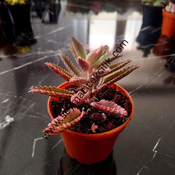 Kalanchoe Daigremontiana Pink Butterflies