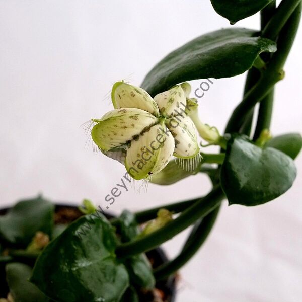 Ceropegia Sandersonii