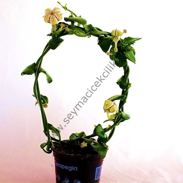Ceropegia Sandersonii