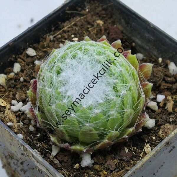 Sempervivum arachnoideum 'Web Cluster'