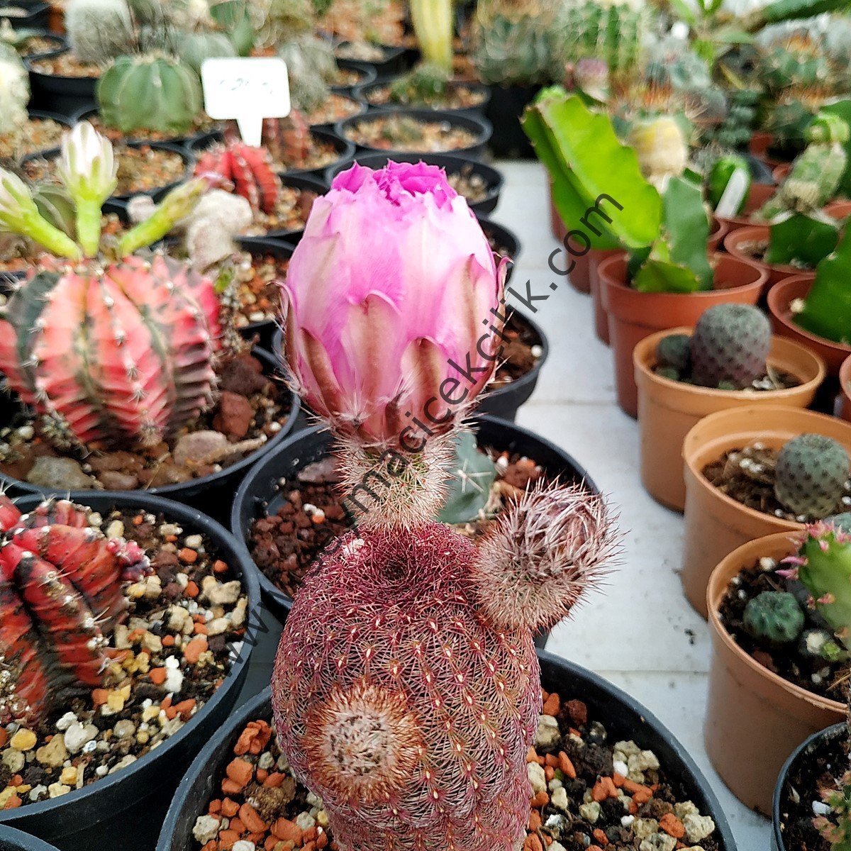 Echinocereus Rigidissimus var. Rubispinus -12 cm