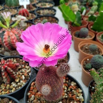 Echinocereus Rigidissimus var. Rubispinus -12 cm