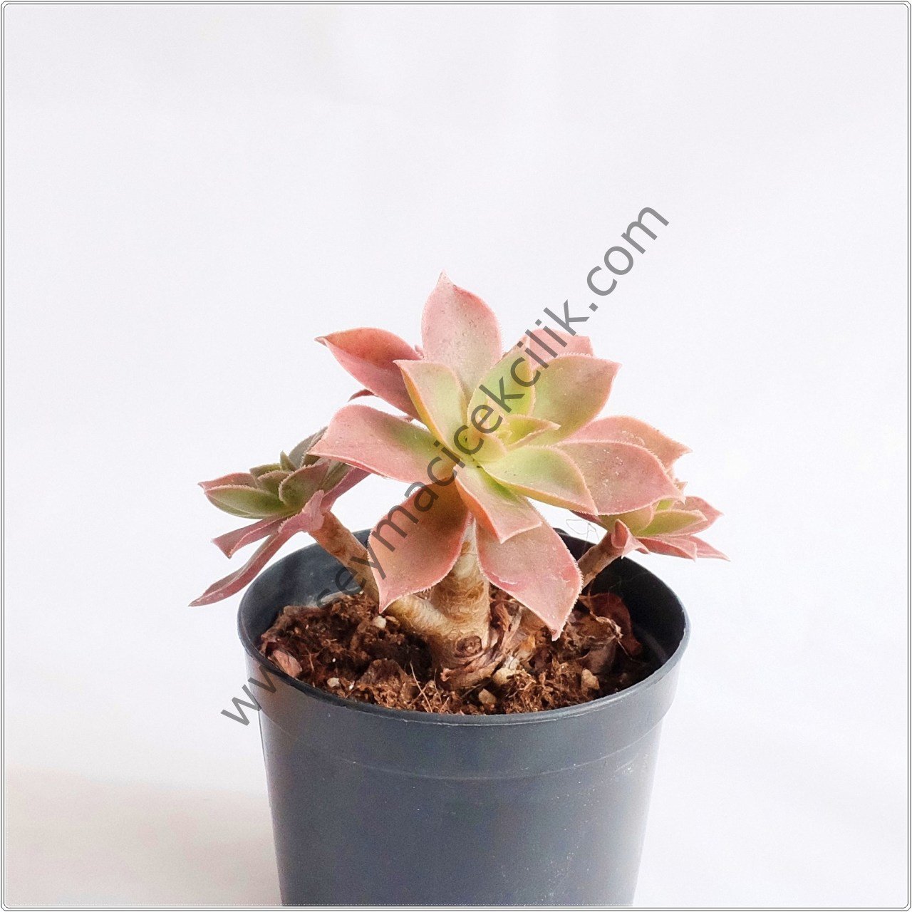 Aeonium Leucoblepharum