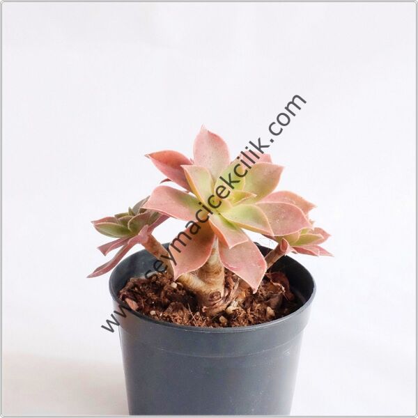 Aeonium Leucoblepharum