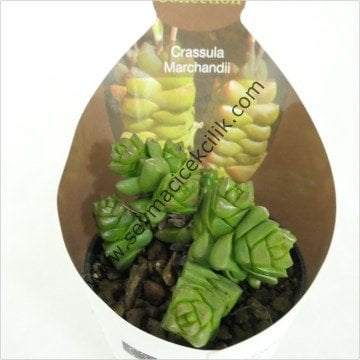 Crassula Marchandii