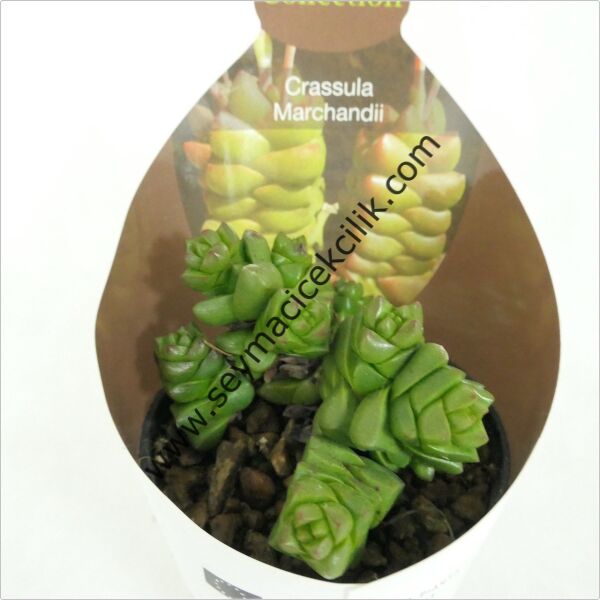 Crassula Marchandii