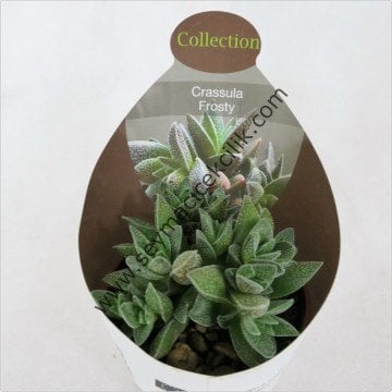 Crassula Frosty