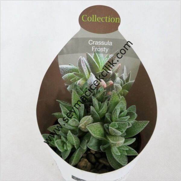 Crassula Frosty