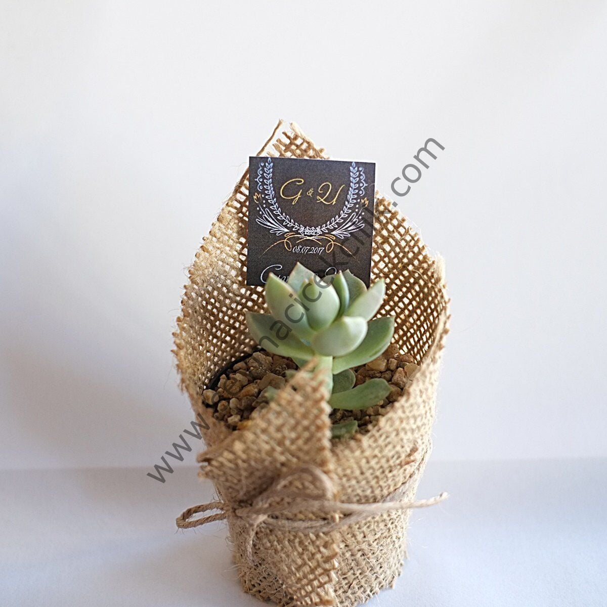 Canlı Nikah Şekeri 50 li Sukkulent